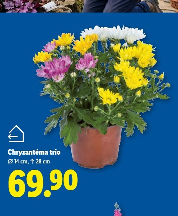 Chryzantéma trio