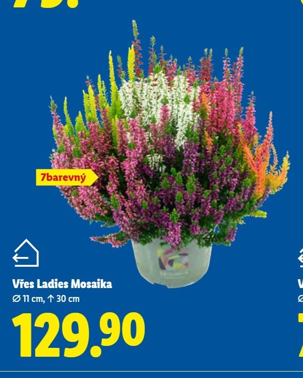 Vřes Ladies Mosaika