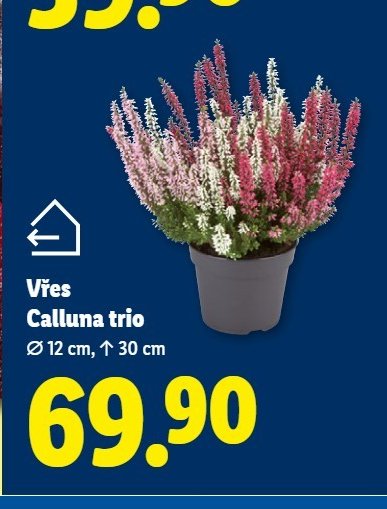Vřes Calluna trio - Lidl aktualniletaky.eu