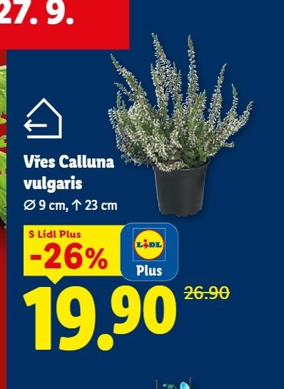 Vřes Calluna vulgaris - Lidl aktualniletaky.eu