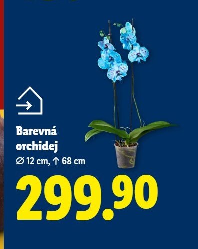 Barevná orchidej - Lidl aktualniletaky.eu