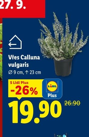 Vřes Calluna vulgaris