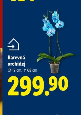 Barevná orchidej