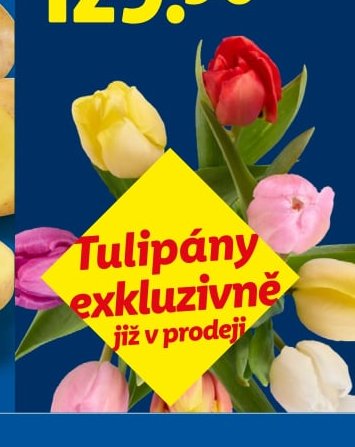 Tulipány