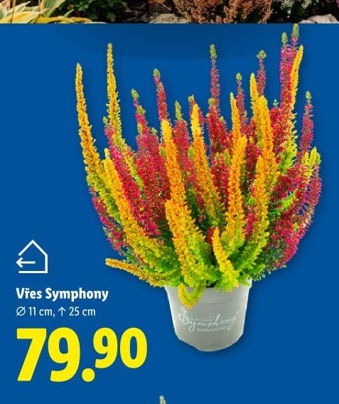 Vřes Symphony