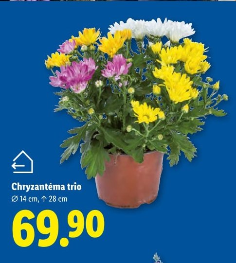 Chryzantéma trio
