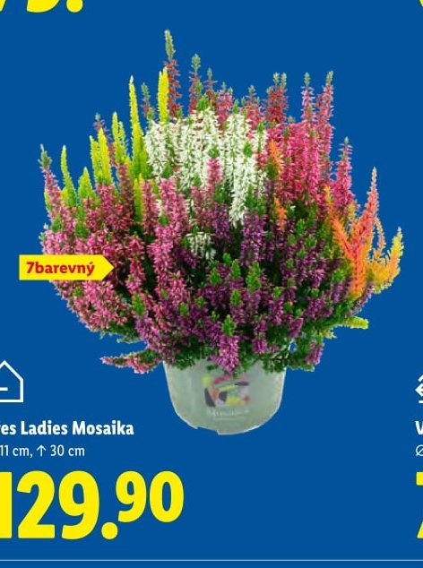 Vřes Ladies Mosaika