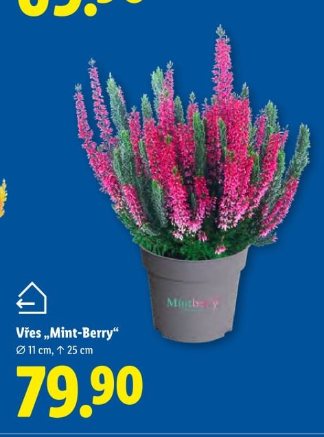 Vřes „Mint-Berry“
