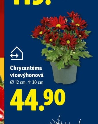 Chryzantéma vícevýhonová