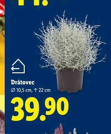 Drátovec