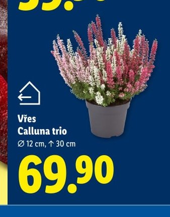Vřes Calluna trio