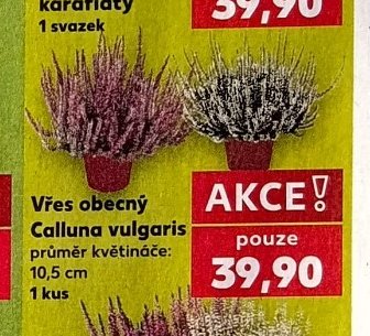Vřes obecný Calluna vulgaris