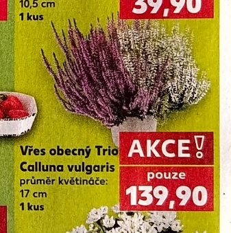 Vřes obecný Trio Calluna vulgaris