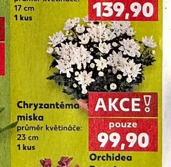 Chryzantéma miska