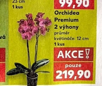 Orchidea Premium