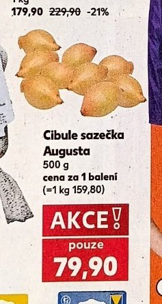 Cibule sazečka Augusta