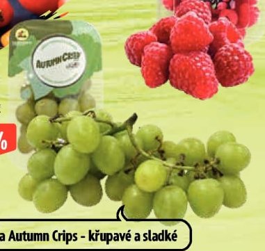 Hrozny bílé bezsemenné
