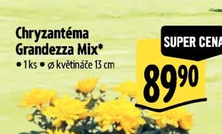 Chryzantéma Grandezza Mix