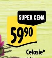 Celosie