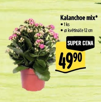 Kalanchoe mix