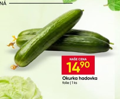 Okurka hadovka