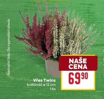 Vřes Twins