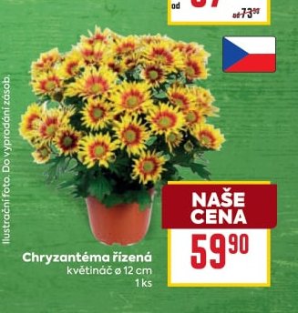Chryzantéma řízená