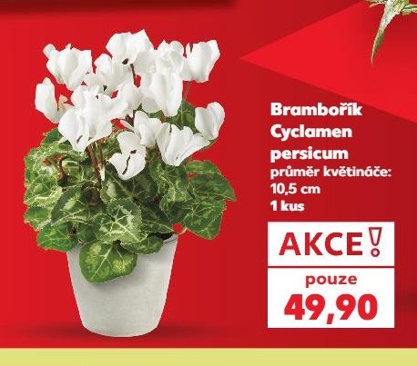 Brambořík Cyclamen persicum