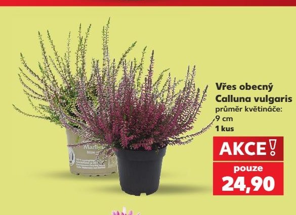 Vřes obecný Calluna vulgaris