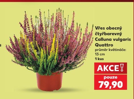 Vřes obecný čtyřbarevný Calluna vulgaris Quattro