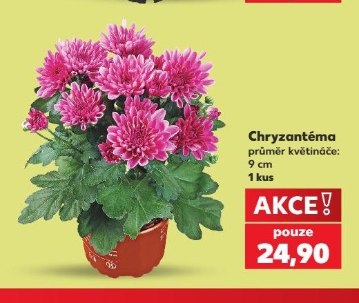 Chryzantéma