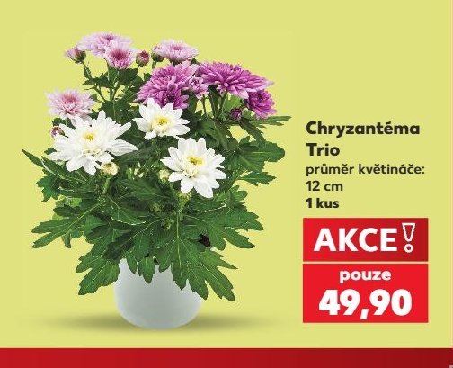 Chryzantéma Trio