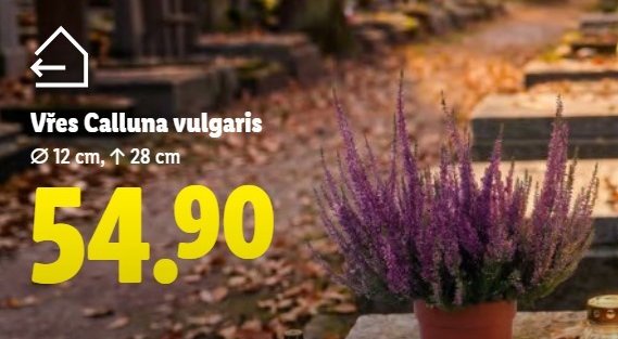 Vřes Calluna vulgaris