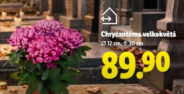 Chryzantéma velkokvětá