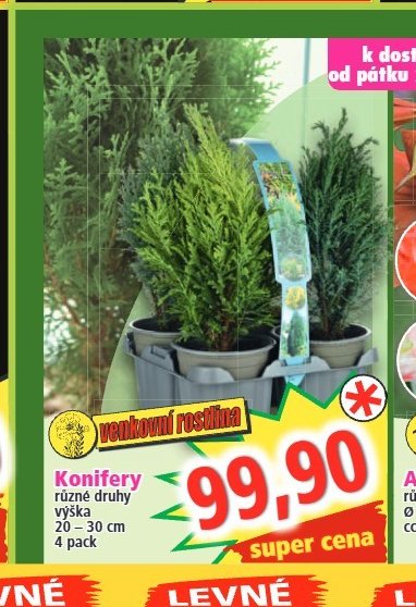 Konifery
