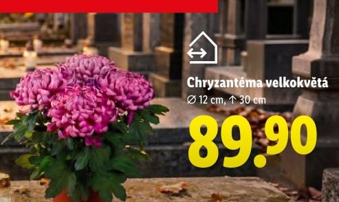 Chryzantéma velkokvětá
