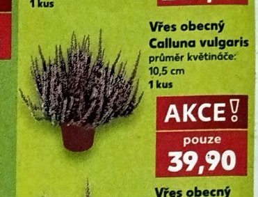 Vřes obecný Calluna vulgaris