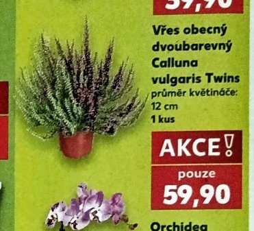 Vřes obecný dvoubarevný Calluna vulgaris Twins