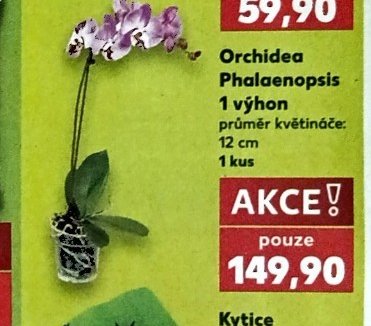 Orchidea Phalaenopsis