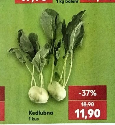 Kedlubna