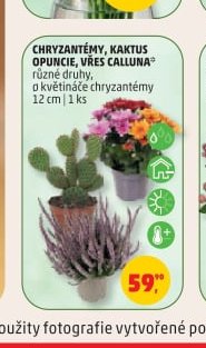 CHRYZANTÉMY, KAKTUS OPUNCIE, VŘES CALLUNA