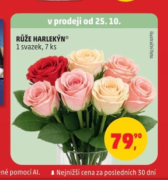 RŮŽE HARLEKÝN