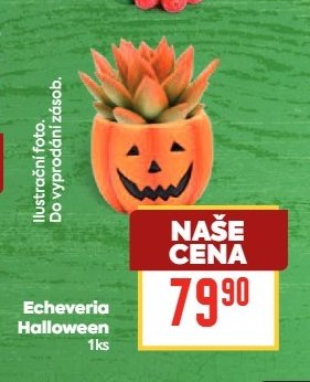 Echeveria Halloween