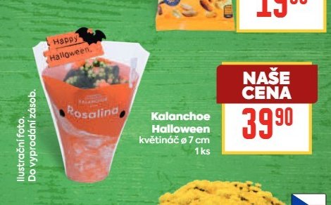 Kalanchoe Halloween