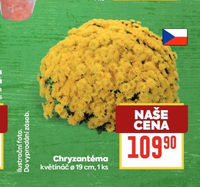 Chryzantéma