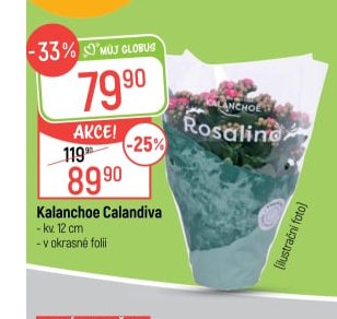 Kalanchoe Calandiva