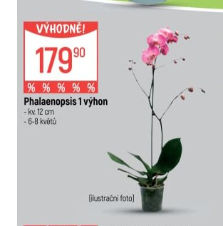 Phalaenopsis 1 výhon